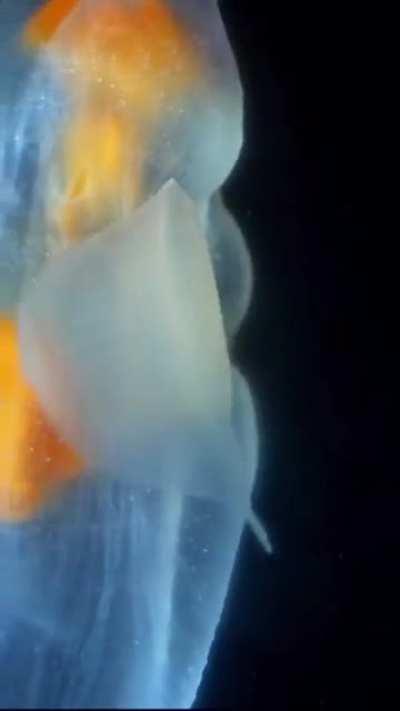 Морской ангел, но с рожками!