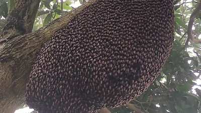 Honeybees doing a Defense Wave