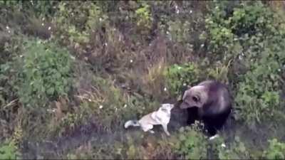 A husky was lost in Kamchatka. They started looking for him using a drone and found him hanging out with bears