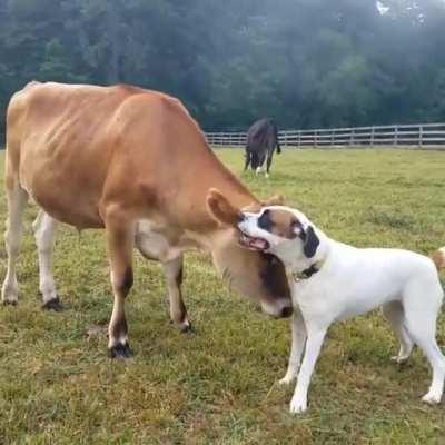 This is Buckets lazy way of playing