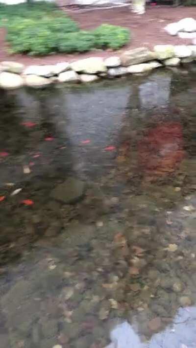 What does Northeastern do with the koi fish in the winter?? They’re frozen rn