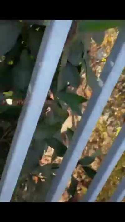 Aggravated man pulls his truck over to intimidate a BLM supporter