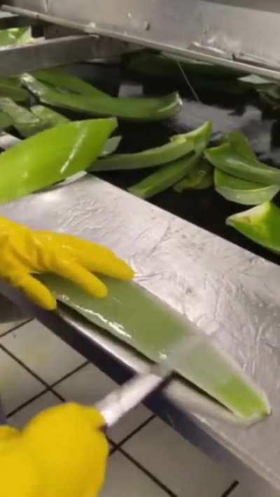 Aloe vera gel factory process