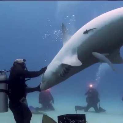 Easy Big-boy, a Tiger shark aka the garbage shark will literately eat anything in their path.