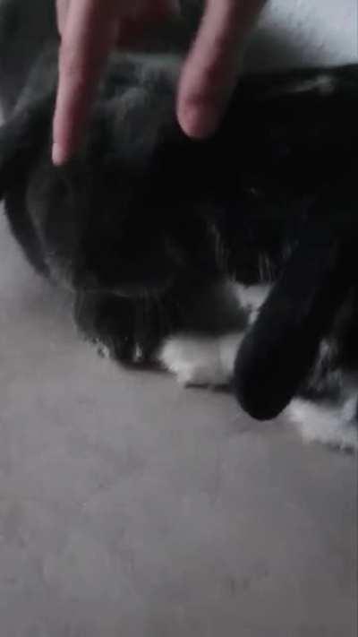 They both expect to get groomed by each other but are too lazy 🤔. Lucky for them, I was close-by 😌.