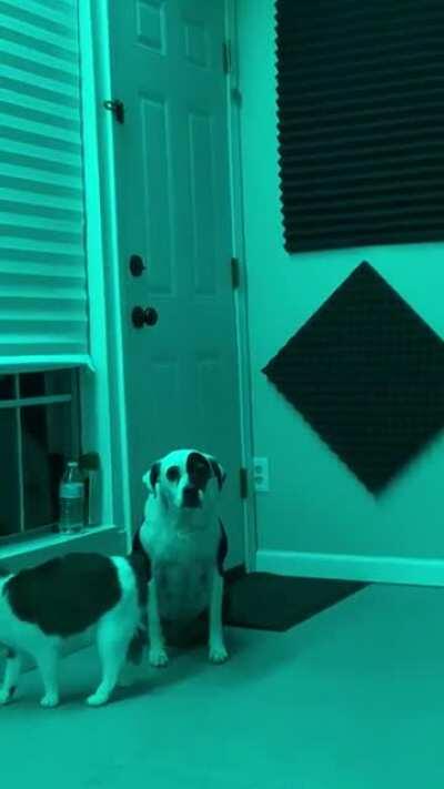 When your sister won’t pay attention to you…