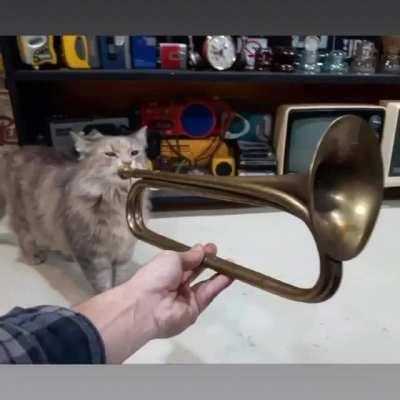 relax for a moment with this talented cat