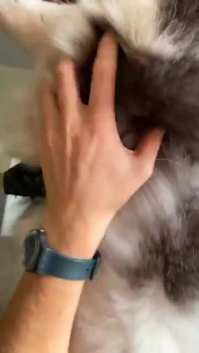 When the Floof is blow dried