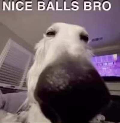 nice balls bro