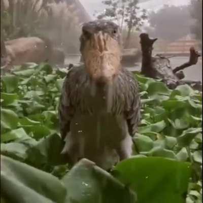 The forgetful stare.