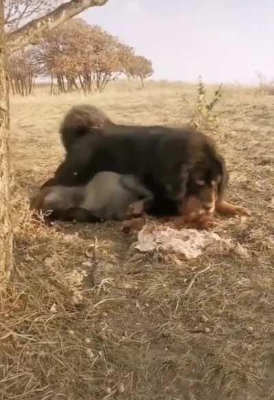 Mastiff vs wolf . display of dominance only