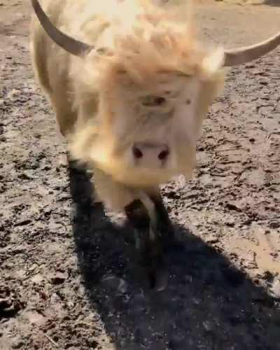 !!!Watch out for the angry stampeding bu... Oh, they just want a snack