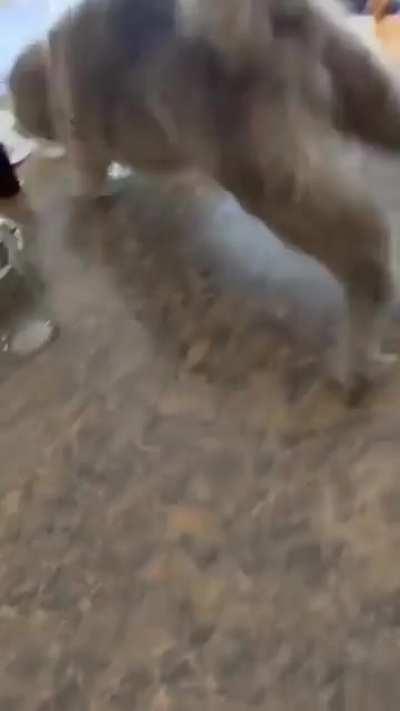 Cat vs a whole table