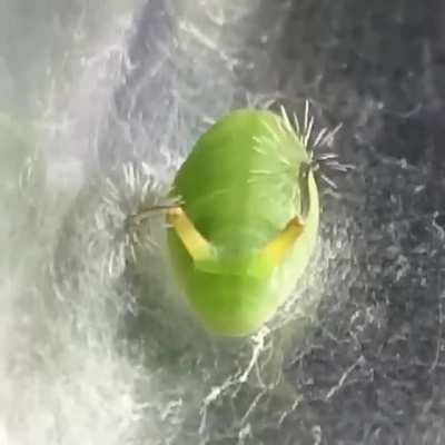 The Curetis acuta caterpillar has a bizarre reaction if it gets surprised or scared