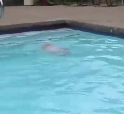 16-month-old baby swims across the pool on her own.