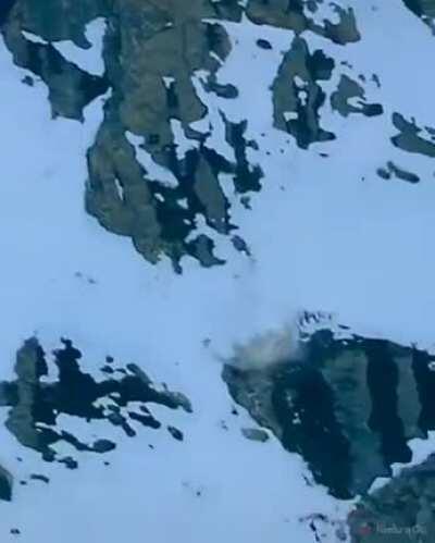 Snow Leopard and Prey Take a Tumble