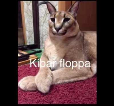 Flopçu