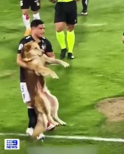 A playful pup has stolen the show during a Premier Division football game.