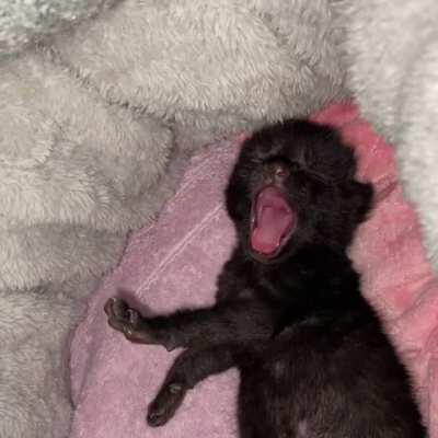 Big yawns from my little coconut 🥥 🐾