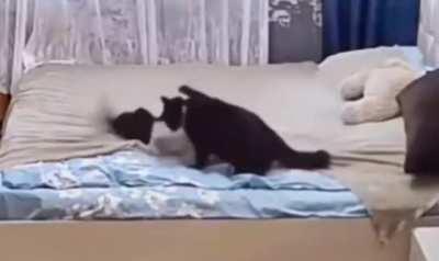 Momma cat fixes bed after her kitten messed it up