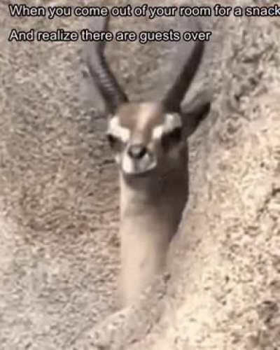 Trying this for the 1st time, hope it works