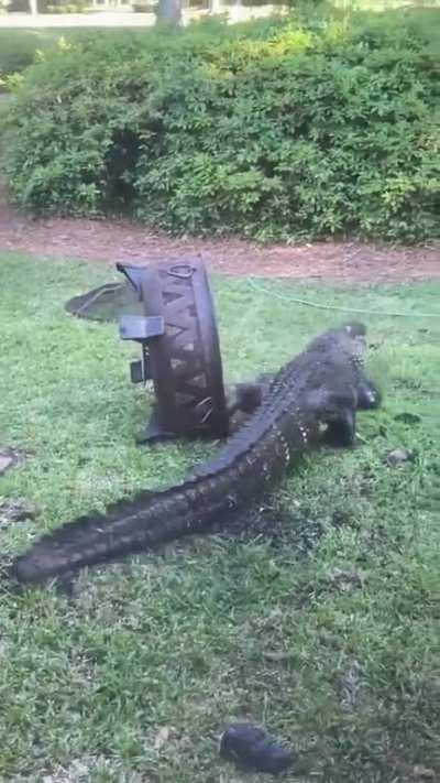 Alligator in my backyard