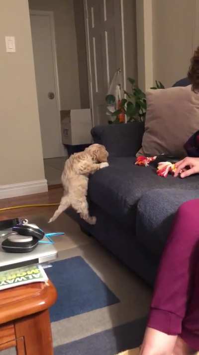 Our puppy is too small to jump, so he learned how to scale the couch
