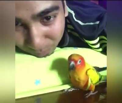 When Your Parrot Is A Gangster