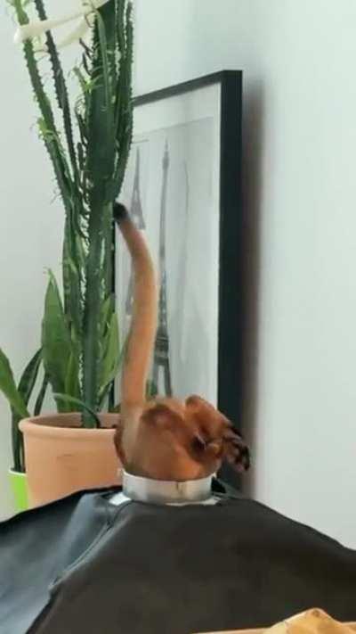 I can't believe he got those ears to fit...