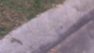 Aggressive 12-year old kid goes around damaging neighbour's properties until he gets arrested