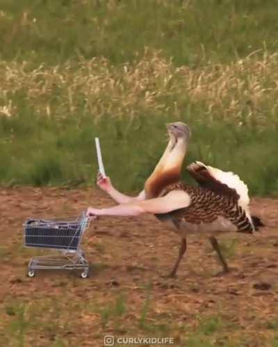 Birds doing human stuff