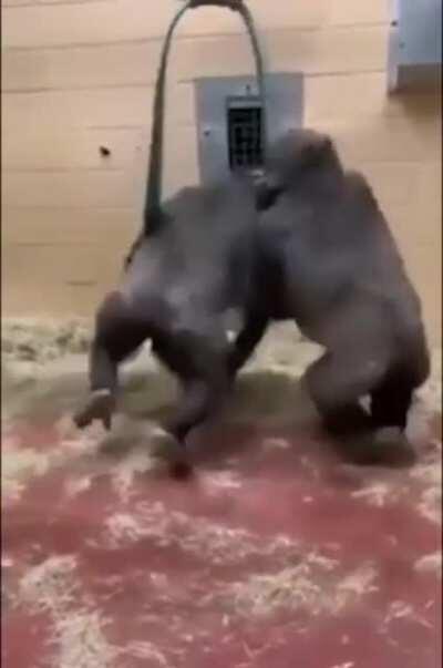 They’re having a good time