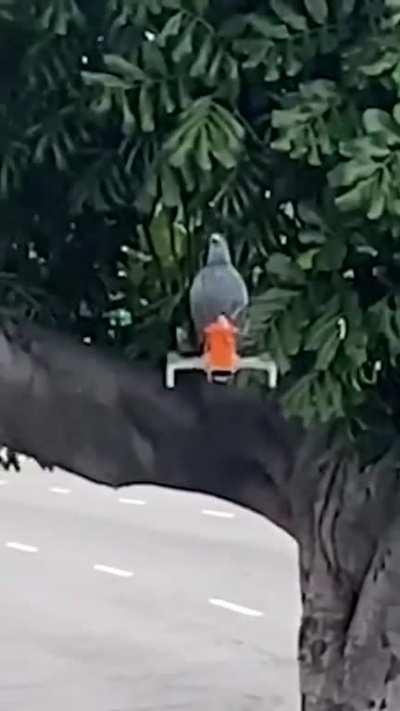 Fake pigeon attached to drone pooping on objects