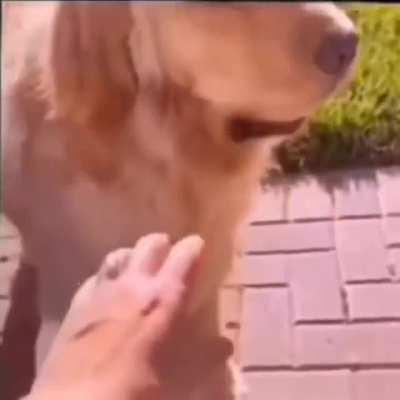 O dog acha ele cringe