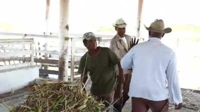 Meet the Farmers and Workers Running for Cuba’s National Assembly
