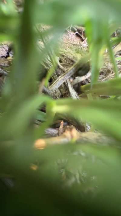 Beverly Hills PD grabbed my phone and threw it just for recording them. Is this legal?