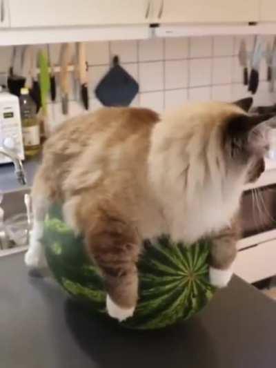 Waterchonk