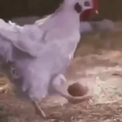 Chicken with the egg.