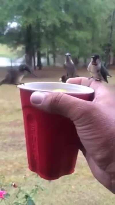 Government drones refueling