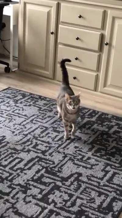 I literally fed her 10 min ago. Food is inside the cabinet.