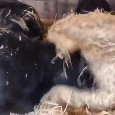 Fresh straw delivery