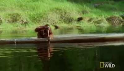 🔥 just an Orangutan rowing a boat