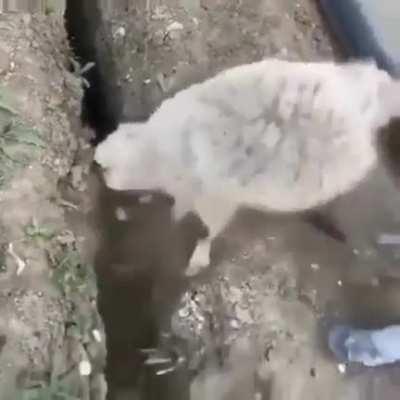 At least the kid is doing his best