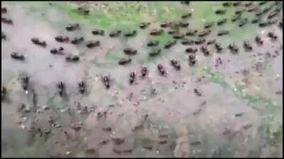 Truce between termites (top) and ants(bottom) with each side having their own line of guards.