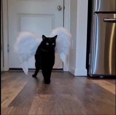 Rover_thecat gives the best fashion shows