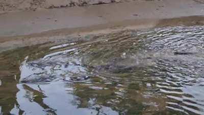 10 Otters at East Coast 27th May 2021