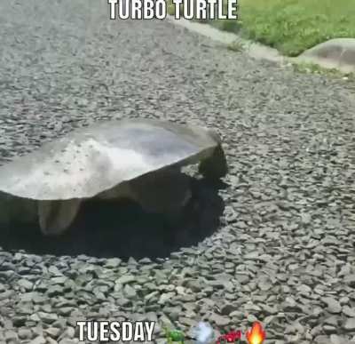 Turbo turtle