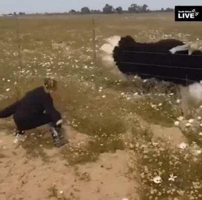 A new friend has just appeared