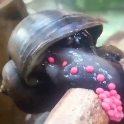 Apple snail be putting down some eggs!