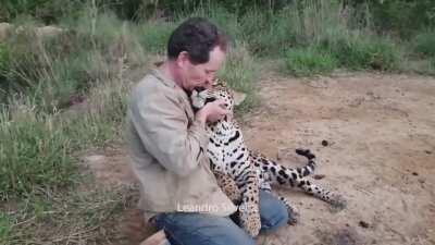 Just some Jaguar's being Bro's